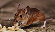 24 Hour & Emergency Exterminators in Elm Springs, AR